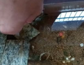 网红仰泳龟,网络红人背后的游泳人生